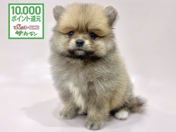 ポメラニアン