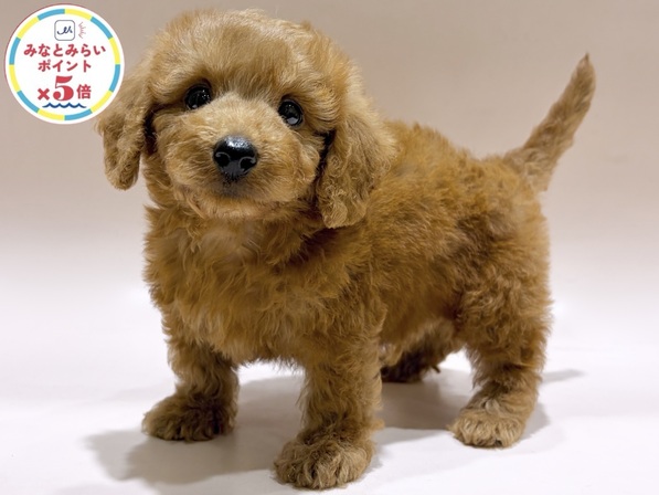 ミックス（犬）