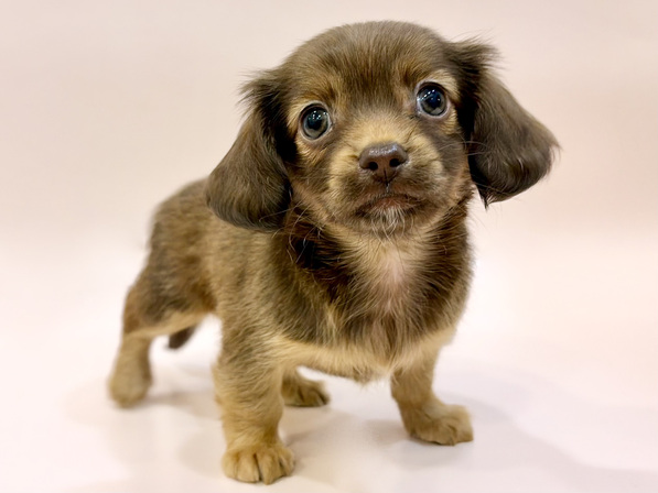 ミックス（犬）