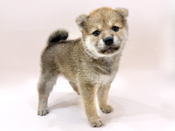 柴犬