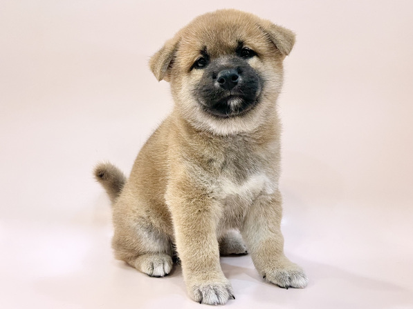 柴犬