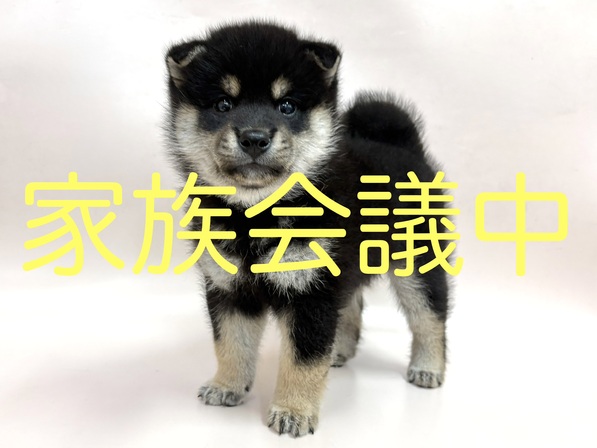 柴犬