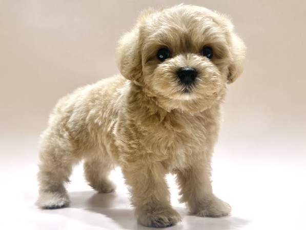 ミックス（犬）