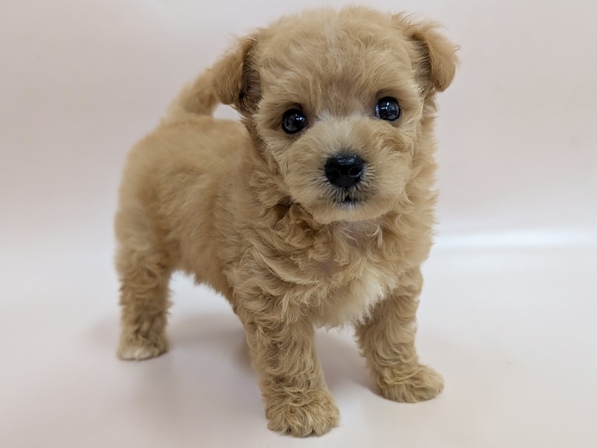 ミックス（犬）