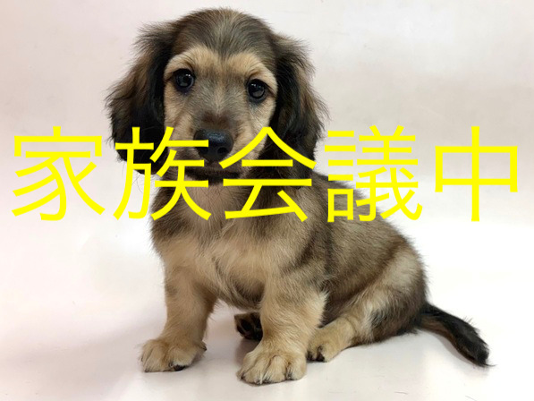 ミニチュア・ダックスフンド