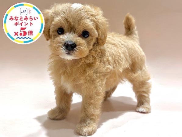 ミックス（犬）