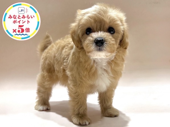 ミックス（犬）