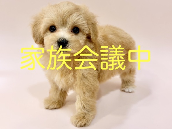 ミックス（犬）
