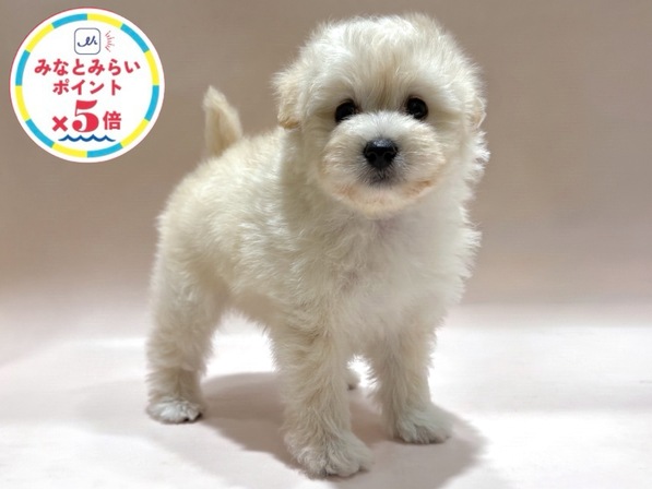 ミックス（犬）