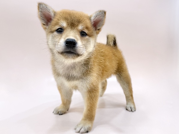柴犬