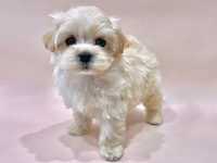 ミックス（犬）