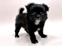 ミックス（犬）