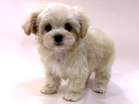 ミックス（犬）