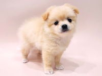 ミックス（犬）