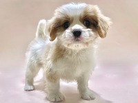 ミックス（犬）