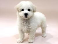 ミックス（犬）