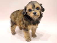 ミックス（犬）