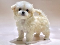 ミックス（犬）