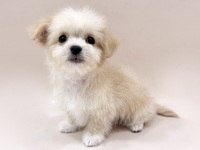 ミックス（犬）