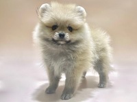 ポメラニアン