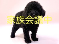 トイ・プードル