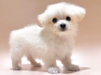ミックス（犬）