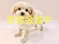 ミックス（犬）