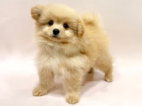 ミックス（犬）