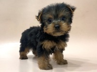 ヨークシャー・テリアおとこの子／2025年08月03日頃生