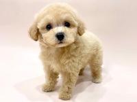 ミックス（犬）