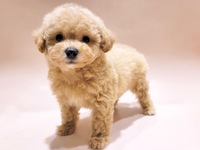 ミックス（犬）