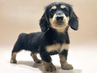 ミニチュア・ダックスフンド