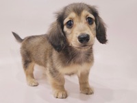 ミニチュア・ダックスフンド