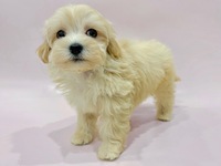 ミックス（犬）