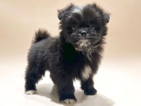 ミックス（犬）