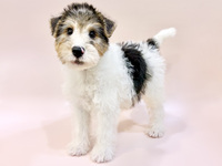 ワイヤー・フォックス・テリア