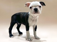 ボストン・テリア