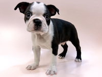 ボストン・テリア