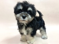 ミックス（犬）