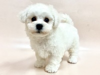 ミックス（犬）