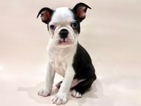 ボストン・テリア