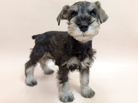 ミニチュア・シュナウザー