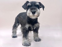 ミニチュア・シュナウザー