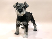 ミニチュア・シュナウザー