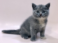 ブリティッシュショートヘアー