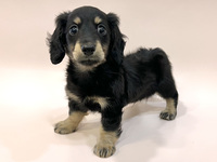 ミニチュア・ダックスフンド