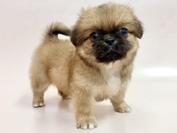 ミックス（犬）