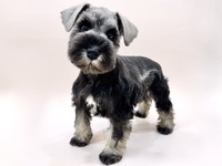 ミニチュア・シュナウザー