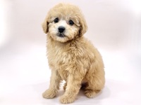 トイ・プードル