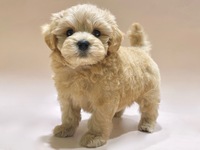 ミックス（犬）